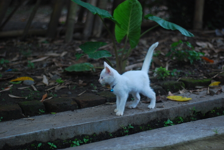 kittens are playing aloneの写真素材