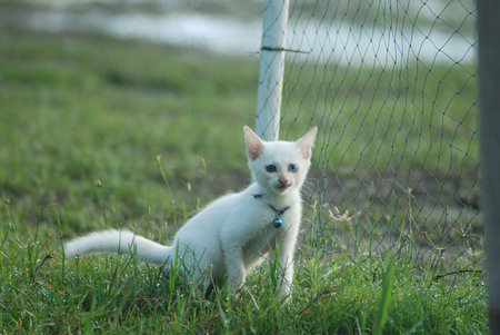 kitten playing in the grassの写真素材