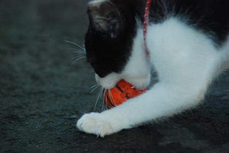 A kitten is playing ballの写真素材
