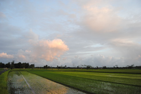 sunset in the rice field a beautiful villageの写真素材