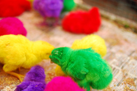 color chicks in the coopの写真素材