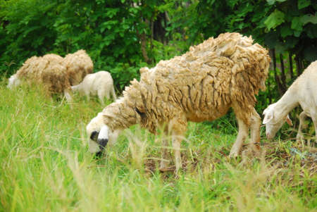goats eat green grass in the fieldの写真素材