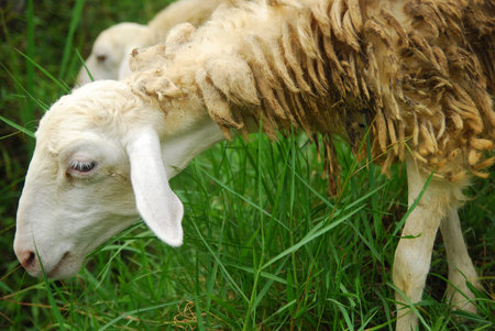 goats eat green grass in the field