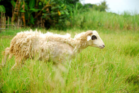 goats eat green grass in the fieldの写真素材