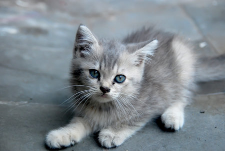 close up small gray kitten looking at the camera