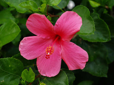 pink flowerの写真素材