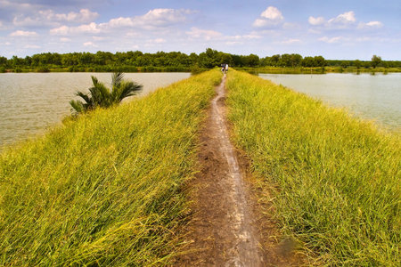 rural road in the field