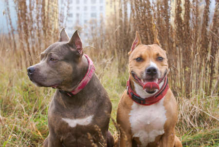 Two dogs of breed American Staffordshire Terrierの写真素材