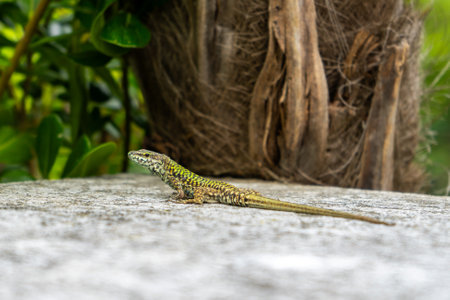 A vibrant green and yellow lizard resting on a stone surface, surrounded by lush foliage and a textured tree trunk in the background.の写真素材