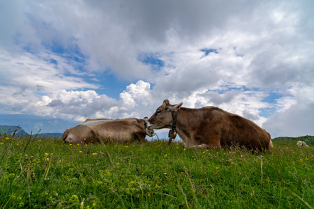 Cows resting and grazing on a green alpine meadow under a partly cloudy sky, creating a peaceful and pastoral scene in nature.の写真素材