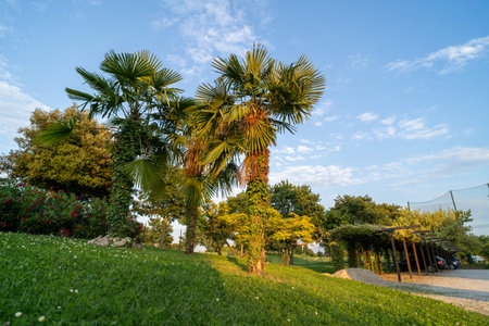 Lush green park with tall palm trees, vibrant foliage, and a pergola-covered parking area under a clear blue sky, bathed in warm sunlight.の写真素材
