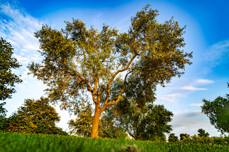 Majestic olive tree bathed in warm sunlight, standing tall against a vibrant blue sky with scattered clouds, surrounded by lush greenery and a grassy foreground.の写真素材
