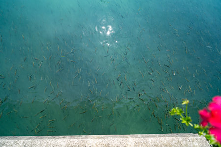 Clear water teeming with a school of fish swimming just below the surface, illuminated by sunlight reflections. A pink flower in the corner adds a touch of color.の写真素材