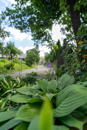 Close-up view of a delicate purple flower surrounded by lush green leaves, with a blurred cobblestone path and trees in the background.の写真素材