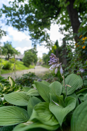 A vibrant purple flower blooming above lush green foliage, with a scenic cobblestone path and tranquil nature in the blurred background.の写真素材