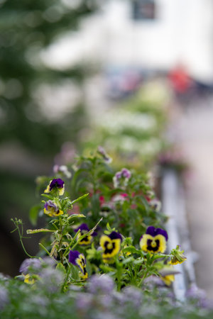 Close-up of vivid pansy flowers with blurred background, showcasing a peaceful urban floral arrangement in soft focus.の写真素材