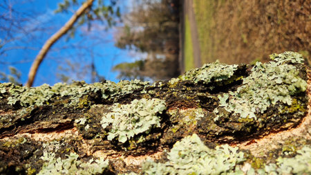 Close-up of textured tree bark covered in lichen, with a blurred background and sunny forest scenery.の写真素材