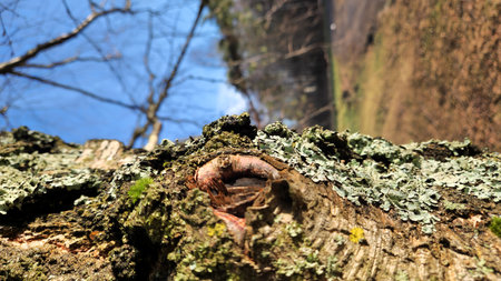 Tree bark with a knot and lichen, highlighted by sunlight, with blurred natural surroundings in the background.の写真素材