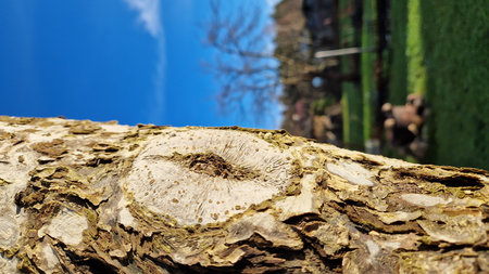 A close-up view of a tree trunk showing a rugged knot texture, surrounded by greenery and natural...