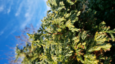 Crisp image of green conifer branches tipped with dew, under a serene blue sky, highlighting natural patterns and details.の写真素材