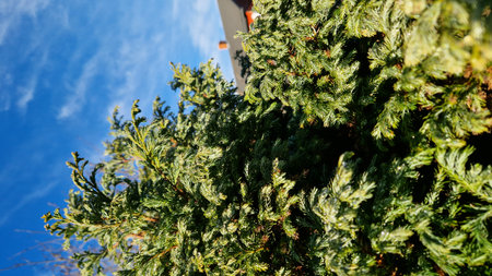 A lush view of green conifer tree branches extending against a vivid blue sky, capturing the essence of a vibrant garden.の写真素材