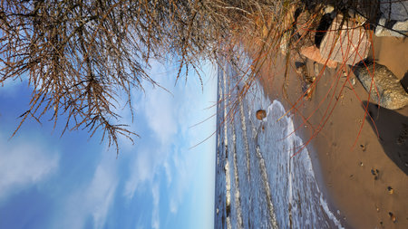 Coastal scene capturing red twigs against a backdrop of sandy beach and rolling waves, under a clear sky.の写真素材