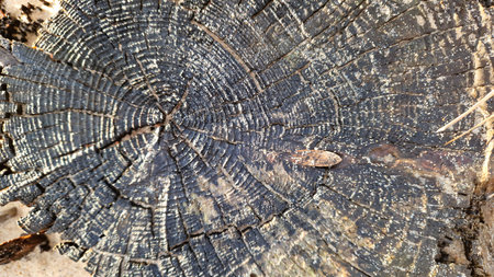 Intricate close-up of a charred wooden log, showing the detailed and patterned surface.の写真素材
