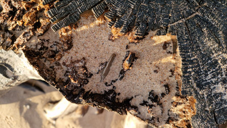 Detailed view of a charred wooden piece partially buried in sand, highlighting the contrast and...