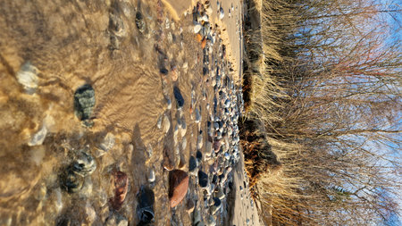 Crystal clear water of a stream winding through a beach filled with colorful pebbles and backed by winter shrubs.の写真素材