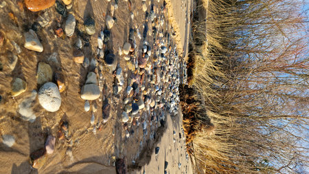 Close-up shot of a clear stream flowing over colorful pebbles on a sunny beach, framed by dried grass and bare trees.の写真素材