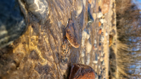 A focused view of a reddish pebble in a beach stream, highlighting natural textures.の写真素材