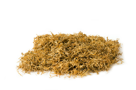 Dried of tobacco isolated on white backgroundの写真素材