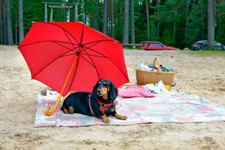 Sunbathing dachshound under red umbrella on beach のeditorial素材