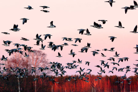 Barnacle geese in sunset, migrating to south 