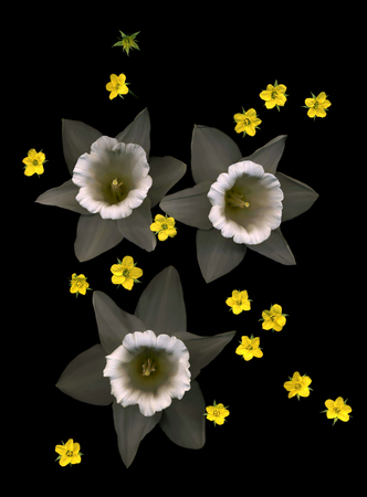 assemblage of 3 jonquils and 15 yellow blossomsの写真素材