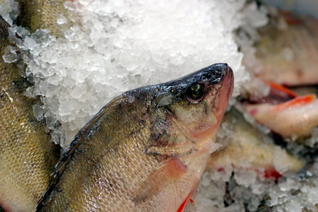 Perches on fractured ice at fishmarket, fragment 