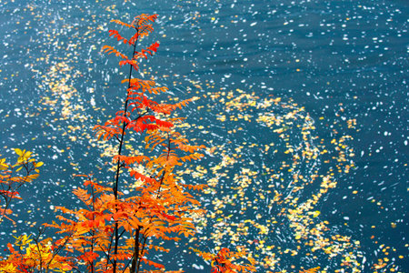 Red rowan in Oulanka National Park with Oulanka river in canyon - a view from 80 km long Karhunkierros  Bear Track  hiking trail の写真素材