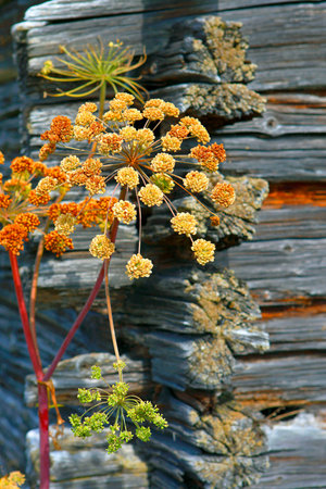 Rot log house corner with umbellifer  man and nature 