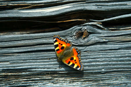 Small tortoiseshell  heating up on aged log wall の写真素材