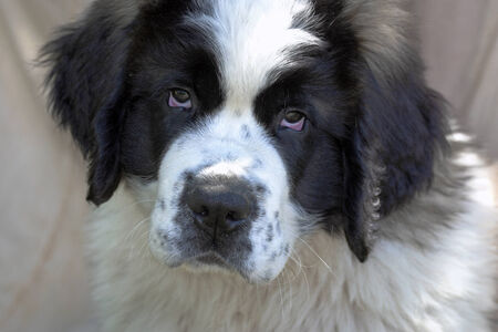 A Saint Bernard purebred puppy  with  unique eyes の写真素材