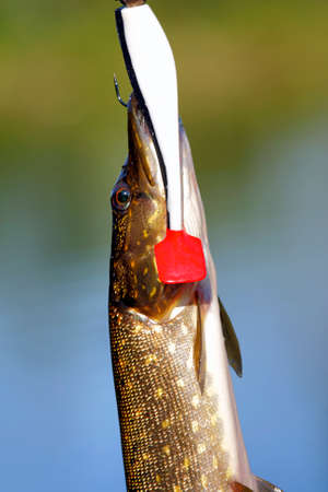 Pike catch by trolling in summer evening の写真素材