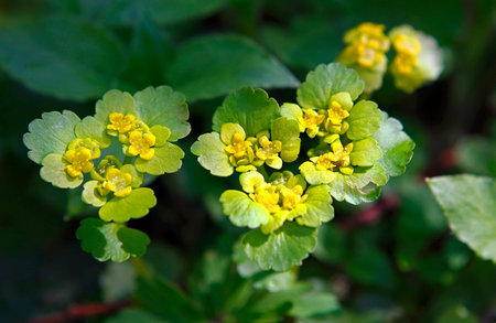 Early spring: young marsh marigold blossoms in brook.