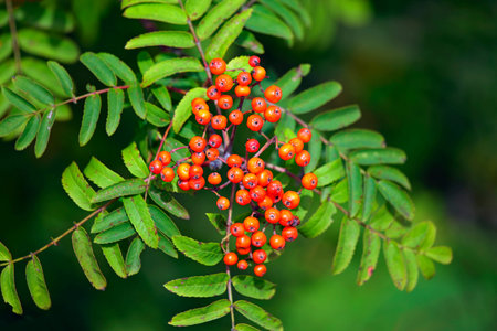Red rowan berries against green leaves in autumn.
