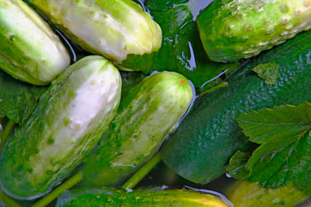 Fresh set of pickle cucumbers with blackberry leaves.の写真素材