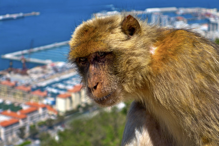 Gibraltarian macaque against the background of seaport in Gibraltar.の写真素材