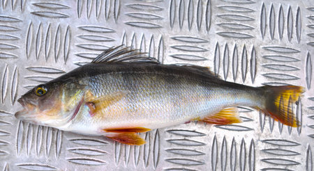 Caught perch on metal  floor of a motorboat.