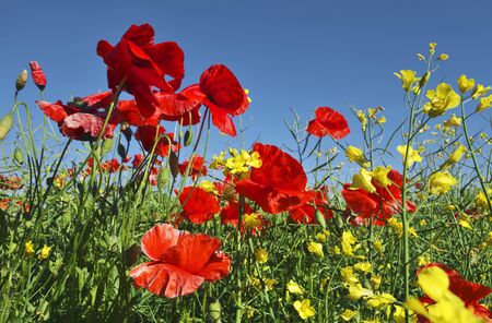 Red poppies gowing on field in sunny summer day.の写真素材