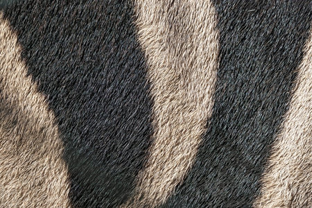 Fragment of zebra stripes, photographed in zoo.