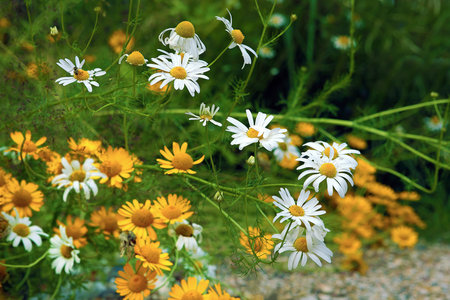 White and yellow wild chamomile flowers on meadow, summer feeling. Focus on white foregound flowers.