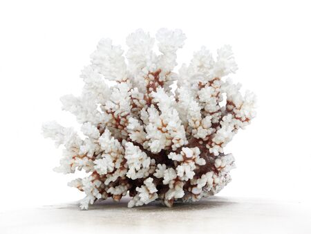 Coral isolated on white (height ca 20 cm).の写真素材